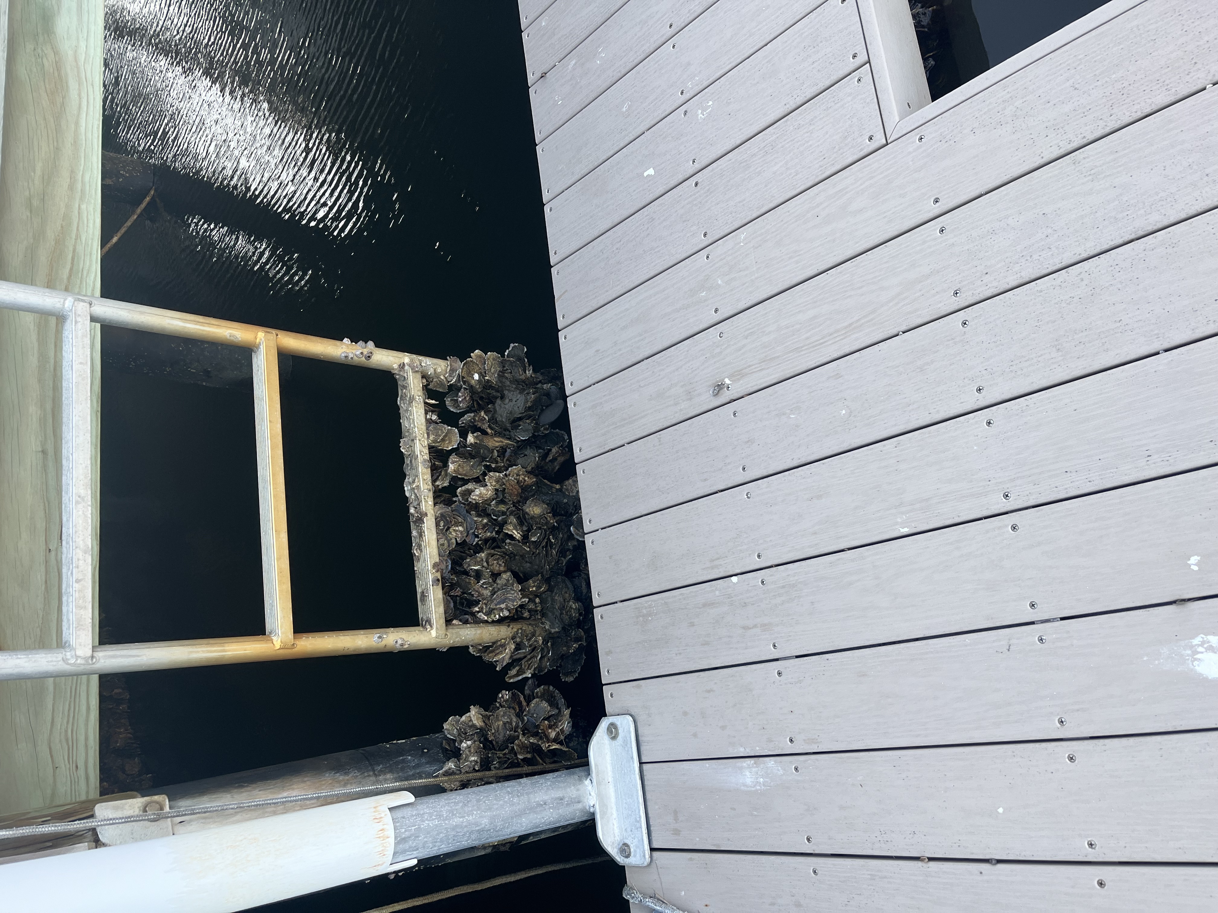 Before cleaning - heavy marine growth