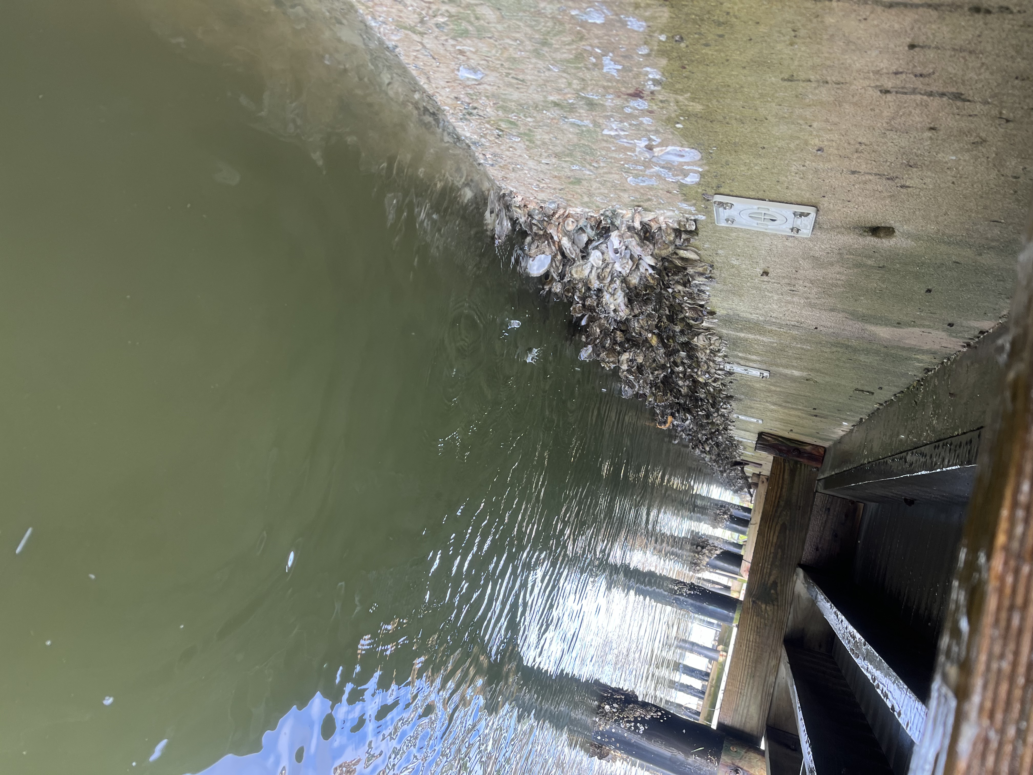Before cleaning - barnacle damage