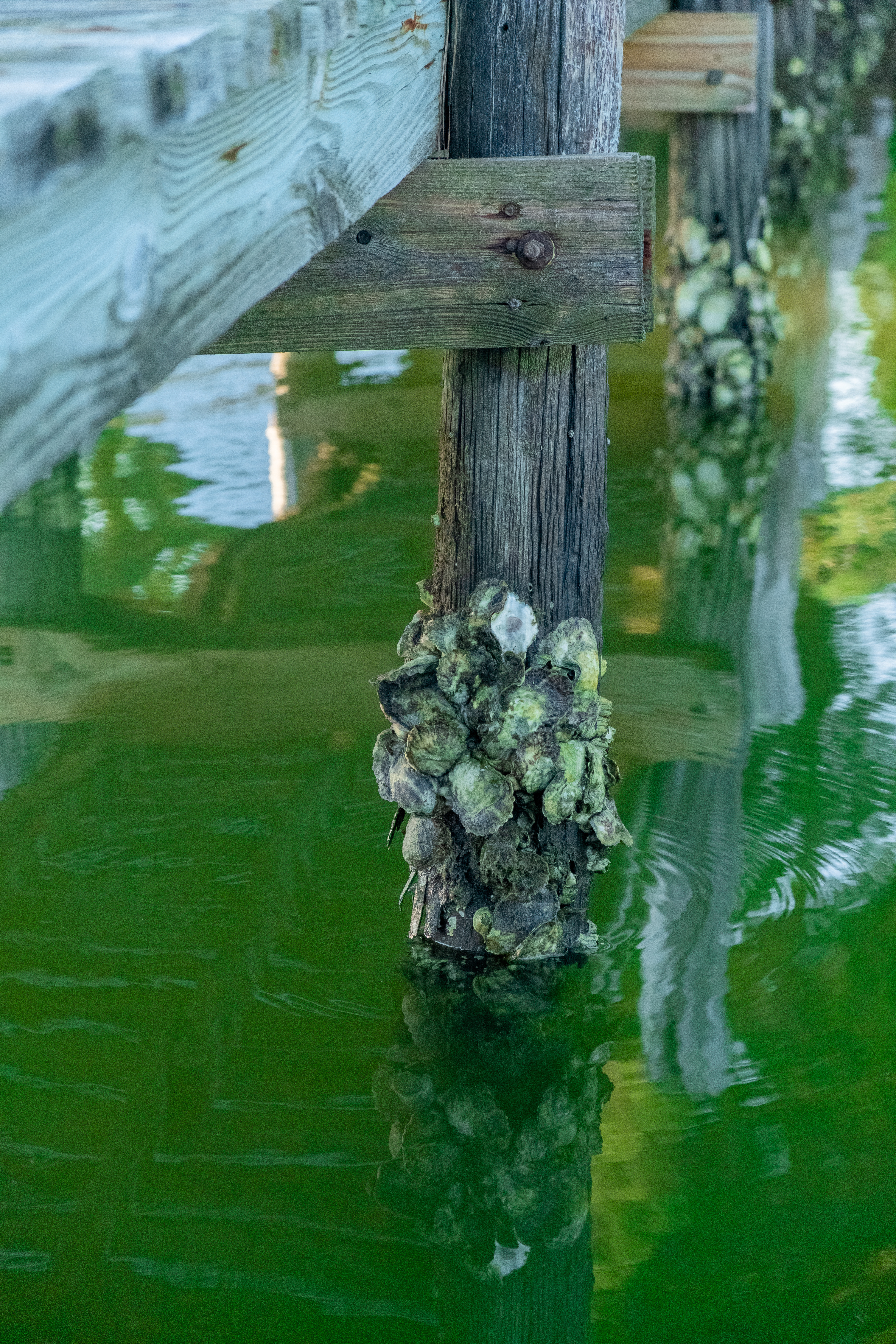 Clean dock pilings and boat lift in Southwest Florida waterway